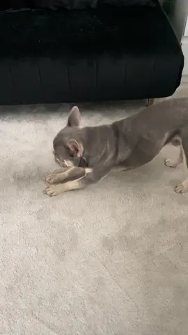Bruno never misses his morning yoga!  #frenchie #frenchbulldog #frenchies #dogs #yoga 