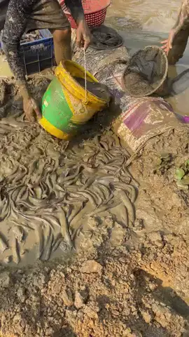 #ওরজিনিয়াল দেশী শিং মাছ #সবাই_একটু_সাপোর্ট_করবেন_প্লিজ 