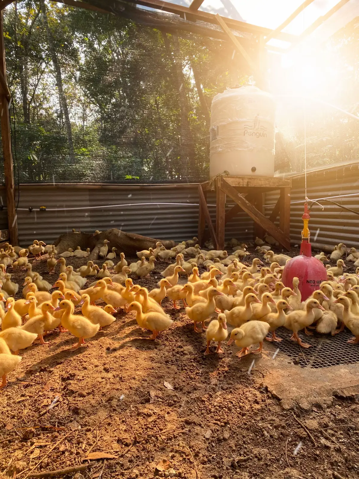 #peternakmuda#bosmuda#juraganbebek#epnfarm#fyp 