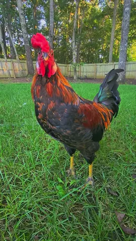 Danny #quotes #Rooster #chickens 