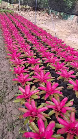 พาชมสับปะรดสี #สับปะรดสี  #สวนหย่อนใจ 