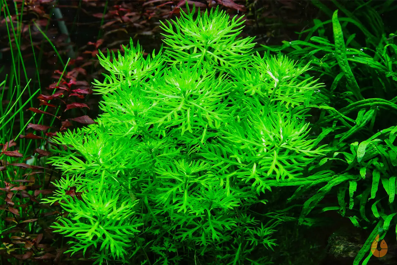 - Fein gefiederte Aquarienpflanze für den Mittelgrund / Hintergrund - Dekorative Pflanze für das Aquarium / Garnelenaquarium/ Nano Aquarium / Aquascape uvm. - Auch für den Teich / Miniteich / Gartenteich / Weiher / See geeignet Hottonia palustris, besser bekannt als Wasserfeder oder Wasserprimel, ist eine faszinierende Aquariumpflanze aus Europa, die mit ihrem besonderen Aussehen sofort begeistert. Ihre zahlreichen filigranen, hellgrünen Blättchen sehen aus wie kleine Federwedel unter Wasser. Durch ihre buschige Wuchsform entstehen schnell dichte, dekorative Büsche, die Ihrem Becken einen lebendigen hellgrünen Look verleihen. Haben Sie sich schon gefragt, wie Sie Ihrem Aquarium im Mittelgrund oder Hintergrund mehr Volumen und Farbe geben können? Die Wasserfeder ist vielleicht genau die richtige Wahl: Unter guten Bedingungen erreicht sie eine Höhe von etwa 10 bis 30 cm und bildet einzelne ca. 4 - 6 cm breite Stängelbüsche. So sorgt sie für einen fließenden Übergang zwischen kleineren Vordergrundpflanzen und größeren Hintergrundpflanzen. Trotz ihres edlen Erscheinungsbildes ist die Wasserprimel pflegeleicht und auch für Anfänger geeignet. Diese Pflanze kommt sowohl in Kaltwasser-Aquarien als auch in moderat tropischen Becken gut zurecht. Sie bevorzugt eine gute Beleuchtung: Gönnen Sie der Wasserfeder ruhig ein helles Plätzchen im Aquarium, damit sie ihr volles Potenzial entfalten kann. --- Bewohner in meiner Aquarium Zuchtanlage: Zwerggarnelen / Garnelen, Aquariumschnecken / Wasserschnecken, Krebse, Krabben, Wasserpflanzen, Moose uvm. 🦐🌿 Aquarium Tiere, Premium Futter, wertvolle Tipps und vieles mehr auf: Aqua-Birne . de 🐌🦞 ▶️ Speichere dir den Beitrag + folgen und linken nicht vergessen :) Aquaristische Grüße Daniel Birnbaum, die Aqua Birne 🍐🤠👍 . . . #Aquarium #aquariumpflanzen #wasserpflanzen #aquascaping #garnelenaquarium 