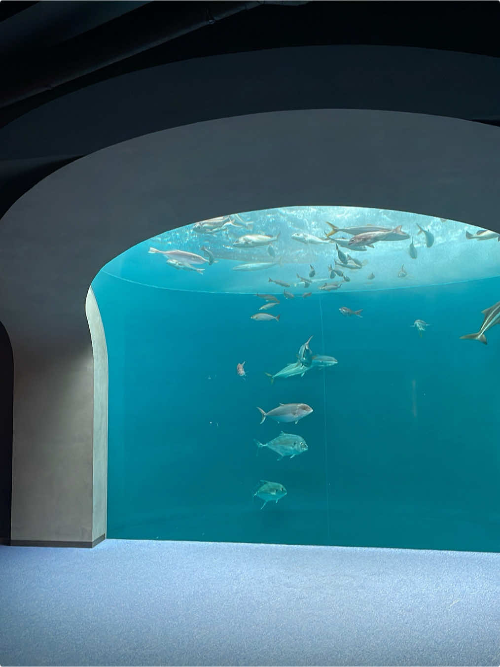 感情も思考もなくふわふわ漂う海月.  #四国水族館 #香川 