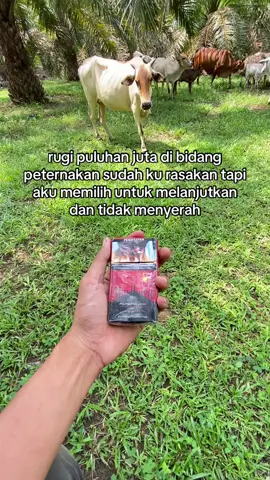 #peternakmuda #foryourpage #sapi #sapibalap🔥 