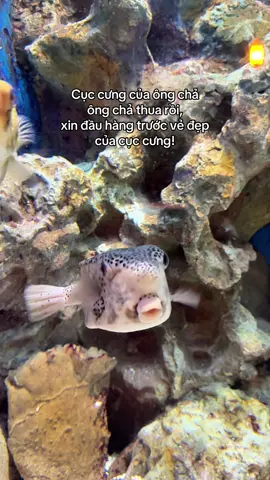 #vinwondersphuquoc #VinWonders #GreenCreator #dulich 