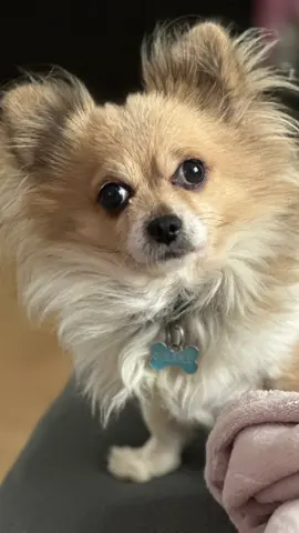 8 mois que tu es parti … la douleur est toujours présente 😭#pourtoi#deces #chiens 
