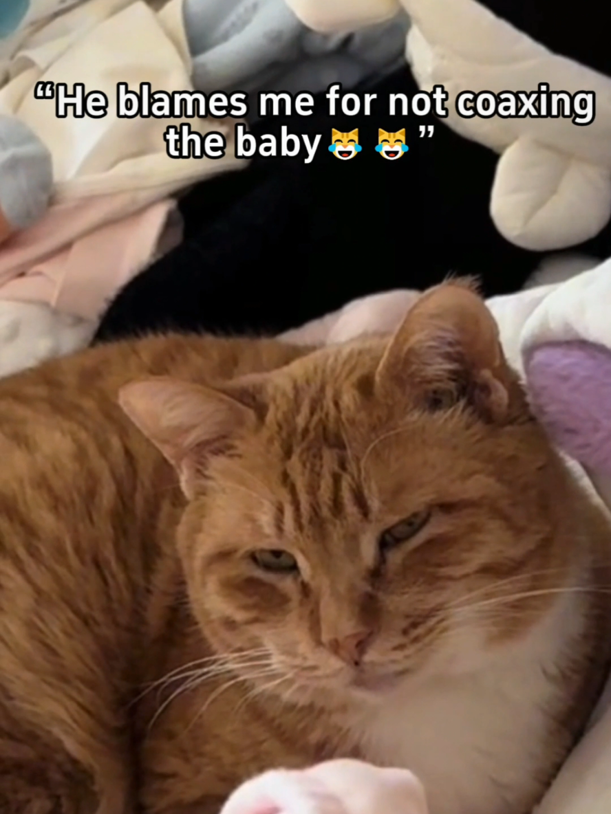 Proof that cats tolerate babies kindly and patiently 👶🐈🐾🙂 #cats #catsoftiktok #fyp #babiesandcats #babyandcat 