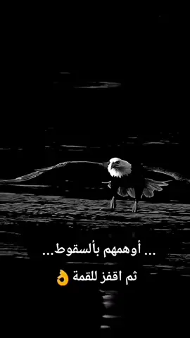 احمد وهبه 
