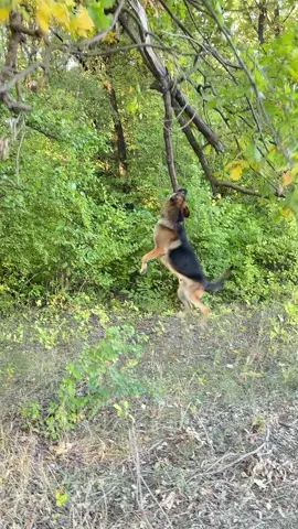 Sport Rocky 