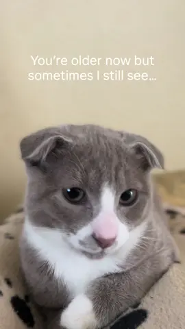 So bittersweet❤️‍🩹#creatorsearchinsights #boykitten #cutecatvideos #throwback #tinykitten 