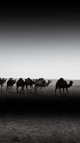 #الصحراء_الغربية  #فرنسا🇨🇵_بلجيكا🇧🇪_المانيا🇩🇪_اسبانيا🇪🇸  #جولة_25_المليونية  #تصميم_فيديوهات🎶🎤🎬  #fyyyyyyyyyyyyyyyyyyyyyyyyyyyyyyyyyy 