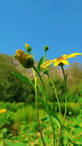 #keşfett #welat #🦋🌼🌸💗☘️ 