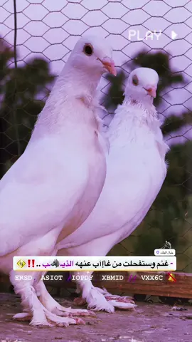 #تفاعلكم_لايك_متابعه_اكسبلوررررراexplore @زغلول.٢٠١٧ @فكات ارافل وحمر الديوانية @﮼ࢪضيوو 𓅔 @علي محسن 🦅 @حيادر 💜✌️ #اكسبلورexplore #مشاهير_تيك_توك #اكسبلور #الشعب_الصيني_ماله_حل😂😂 