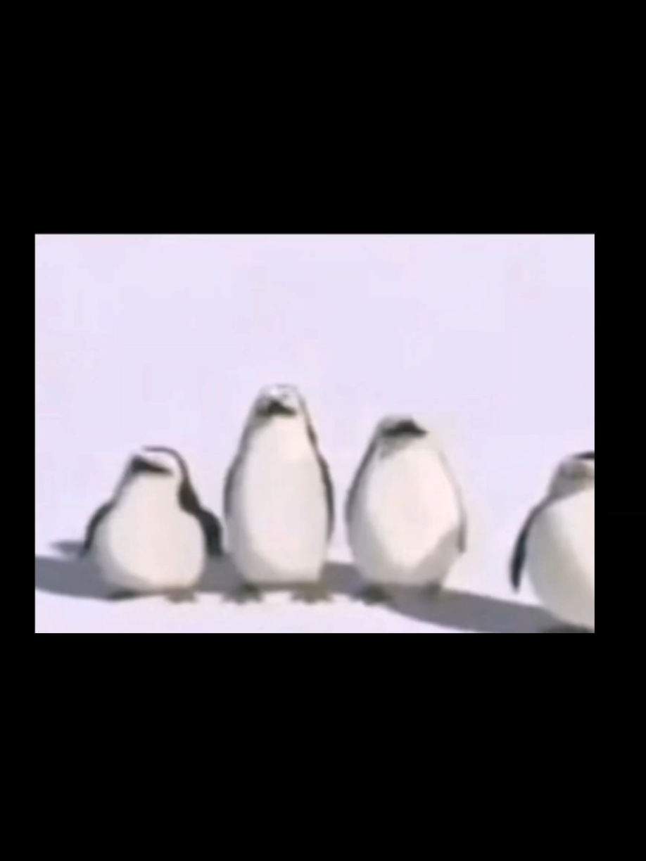 Top 5 Spanish Momento #meme #foryoupageofficiall #goofyahh #funnyanimals 