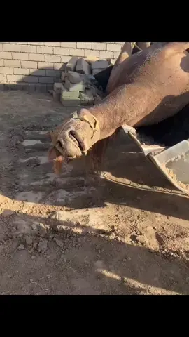 نفوق البطل مايارنو @عبود الجبوري @مثنى السطام (ابوالحارث) @عمر السطام #خيل_وخياله🐎 #الخيل_العربي_الاصيل🐎 #الخيل_العربي 