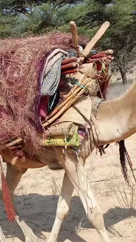 #calmiskaad Puntland 🇸🇱 Soomaaliya @Ahmed Harti🇵🇭 @Shee shee @aarka bari1 @kobciye wiil pri @GAANIYE BOY📸🇸🇴#somalitiktok12 #foryoupage 