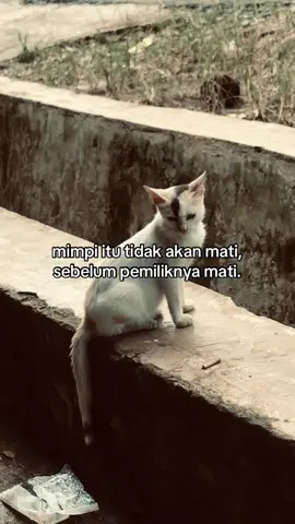 #fyp #sadvibes #foryoupage #galaubrutal 