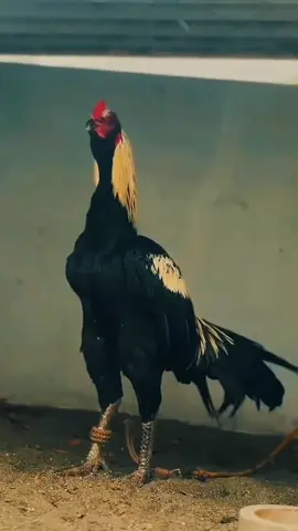 #creatorsearchinsights #viewsproblem💔 #aseelmurga #aseellovers #fypシ゚ @💖Saمeer Ahمed🚩 @Professionalaseelbirds2 