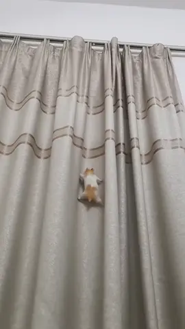 ngapain sih?? #hamster #cute #pet #fyp #viral 