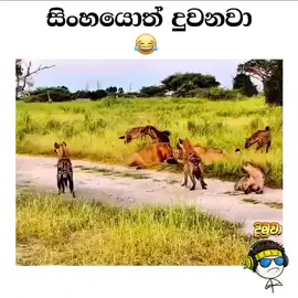 #viralvideo #tiktok #foryou #foryoupage #viral 