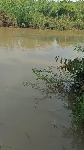 masih ada sisa😂 #fyppppppppppppppppppppppp #lampungtimur #mancingmania #mancingliar #CapCut 