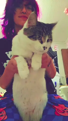 the silly >_< #trend #silly #kitty #prince #fyp 