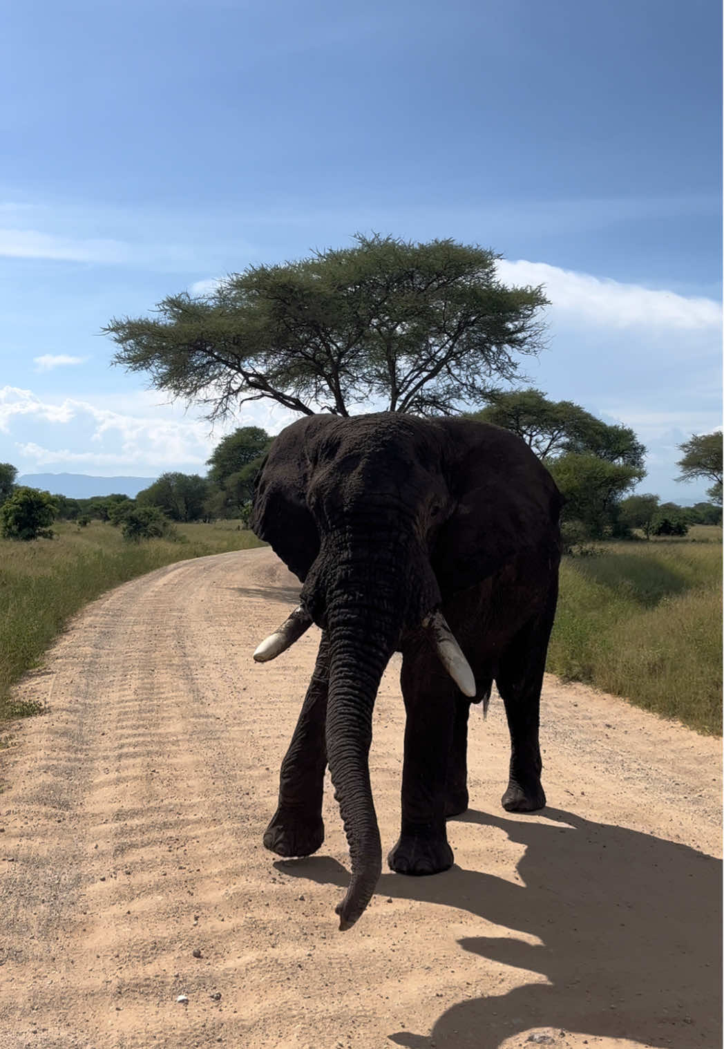 once-in-a-lifetime experience 🧡🐾 | #travel #safari #africansafari #serengeti #tanzania 