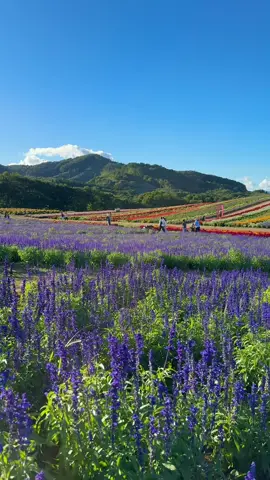 Ribuan bunga bermekaran🌈 #kenshuuseijapan🇮🇩🇯🇵 #やくらいガーデン#やくraan #おすすめ #4u 