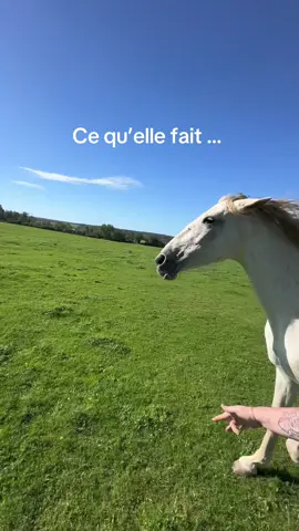 La vie biennnn tranquille de Cendrilla maintenant  #creatorsearchinsightview #equitation #sportequestre #creatorsearchinsights #cruzado 