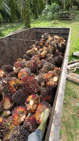 @Zall_Dakar #anakpetanisawit🌴 #bosmudah🔥 #fypmasukbranda #sawit🌴🌴 #sawit🌴🌴 