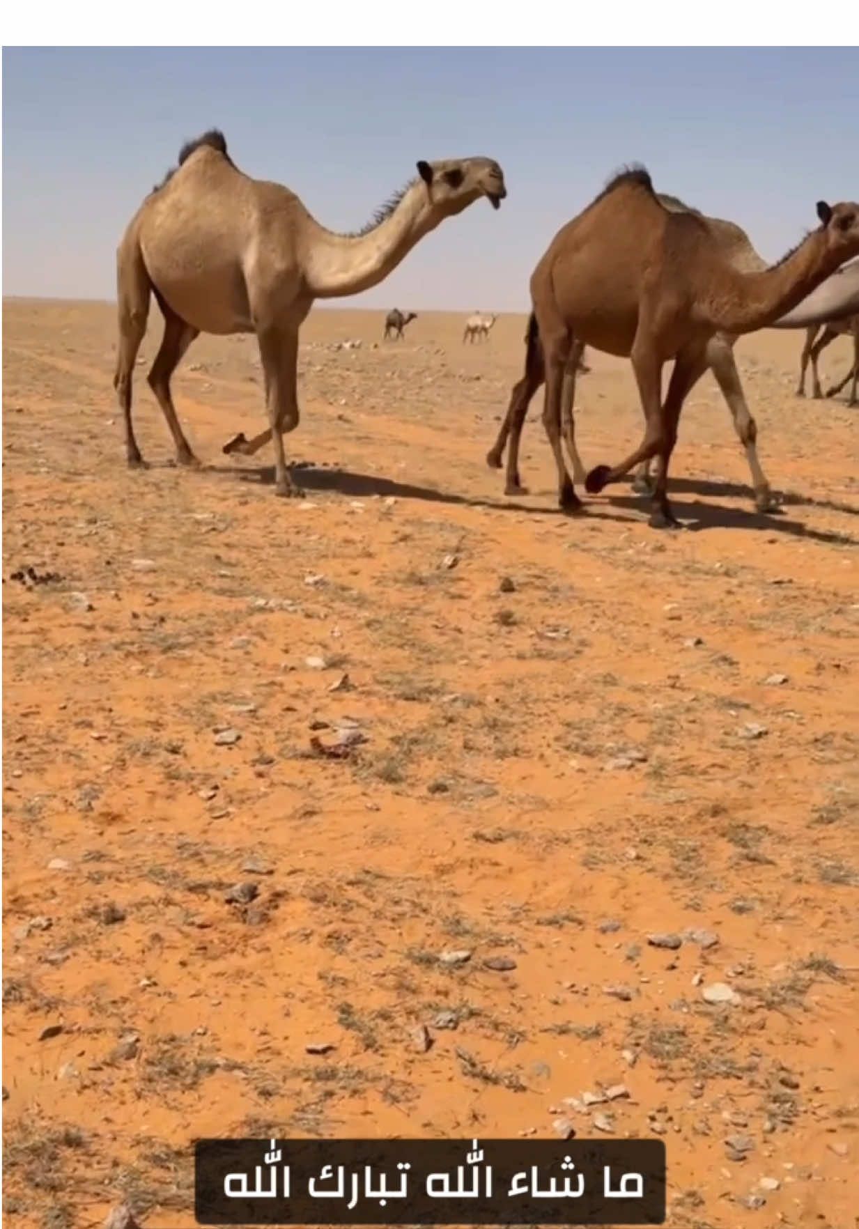 #البندريات #الصفر #اكسبلورexplore #اكسبلور 