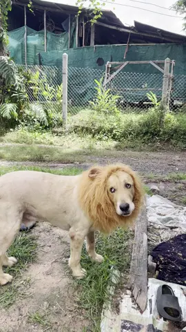Lion 🐕 #คลิปตลกหมา #โกลเด้นรีทรีฟเวอร์ #โกลเด้นเป็นหมาตลก #คนรักหมา #สิงโต  