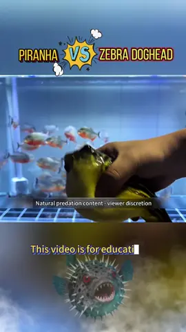 Will it let the air out?#usa🇺🇸 #observation #fyp #AnimalFacts #predator 