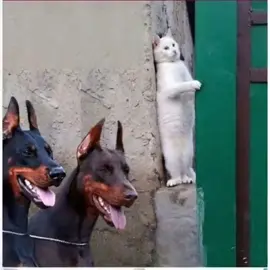 #funnyvideos #creatorsearchinsights #catsoftiktok 