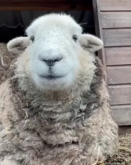 herdy_herdwick ❤️‍🔥🐑 #herdy_herdwick #fypシ #videoviralitiktok #fyp #viral Help follow my new account  @morningsideherdwicks 