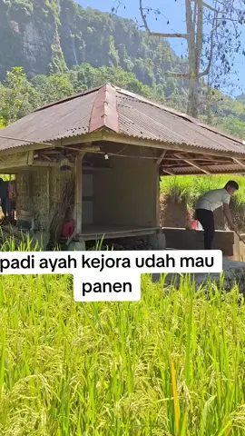 padi ayah kejora udah mau panen  #fyp #viralvideo #semuaorang #viraltiktok #viral 