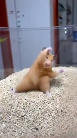 #AI #ハムスター #動物 #ペット #ハム活 