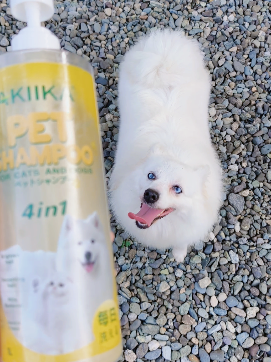 Akiika forever for our beautiful Maya. Kitang kita naman kung gano siya kaputi at kaganda 😊🐾 #akiika #petshampoo #shampoofordogs #petsoap 
