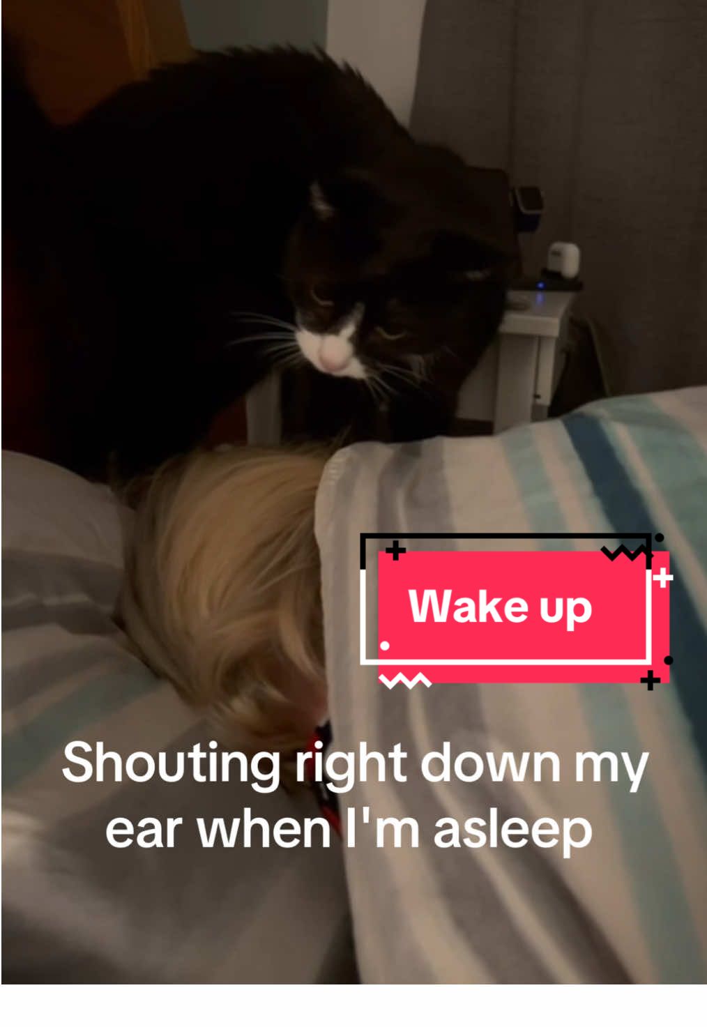 Wake up human. This was at 11:20 pm and Arthur didn't want me to fall asleep. Instead, he thought he would loudly shout down my ear. 😡 #cat #cattok #tuxedocat #catmom #meowmeow 