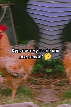 #курицы #2020 #врек #fypviral #петух 