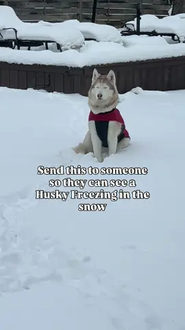 Send this to all your husky friends, they’ll appreciate it 