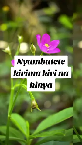 gacumbiri by Dr. Sarah K #fyp #trend #foryoupage #fyppppppppppppppppppppppp ##kikuyutiktok 