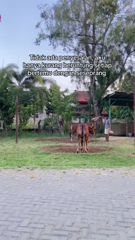 #jetmatic #jetmaticketapang #karapansapimadura #karapansapi #promomakangajian 