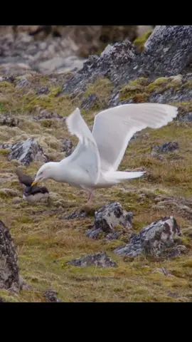 #wildlife #animalsworld #animalslifestyle 