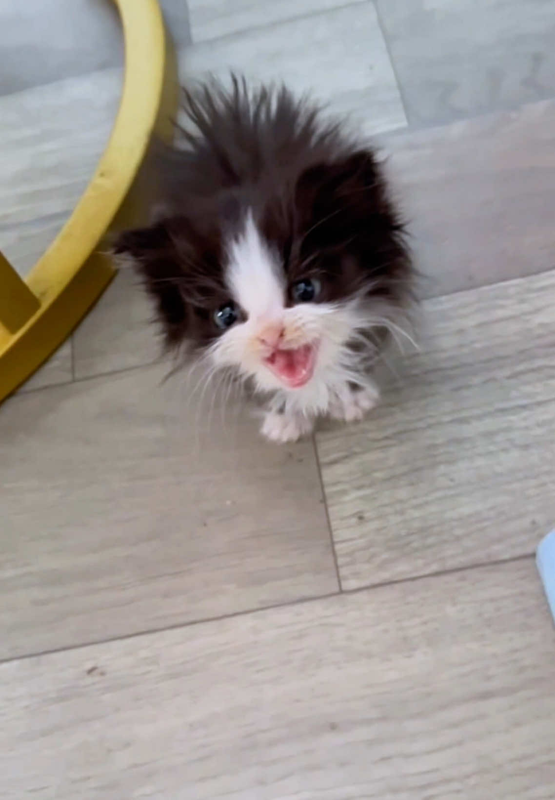Tiny ball of fluff 🐱#cat #cats #catlover #catsoftiktok #kitten #fyp 