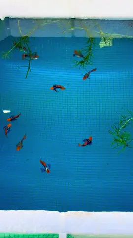 Nay thêm cái đầu đỏ ae ơii #traicanguyenhieuguppy #guppy #guppythailand #guppyindonesia #guppymalaysia 