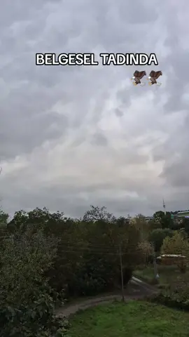 #atmaca #kılıçkanat  #gökdoğan #güvercin  #falcon 