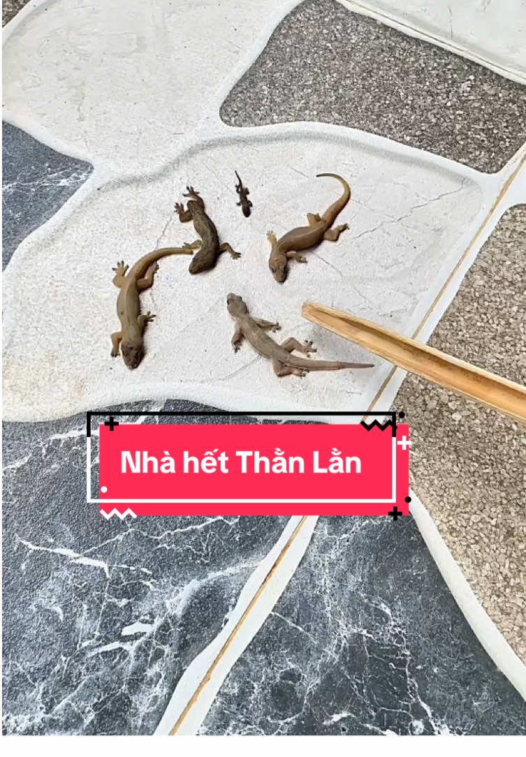 Xử lý Thằn Lằn đi cho nhà cửa sạch mà thơm anh chị ạ. #Tớlàcốm #viralvideo #thằnlằn #diệtthằnlằn #diệtthằnlằnsinhhọc 