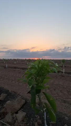 ตามนั้น#อิสานบ้านเฮา #เทรนด์มาแรงอันดับ1 #แรงงานในอิสราเอล🇮🇱 #พระอาทิตย์ตกดิน