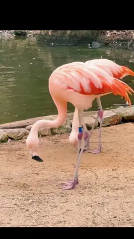 Beautiful moments of Bird ❤️#Bird #dancer #cuteanimals #fyp